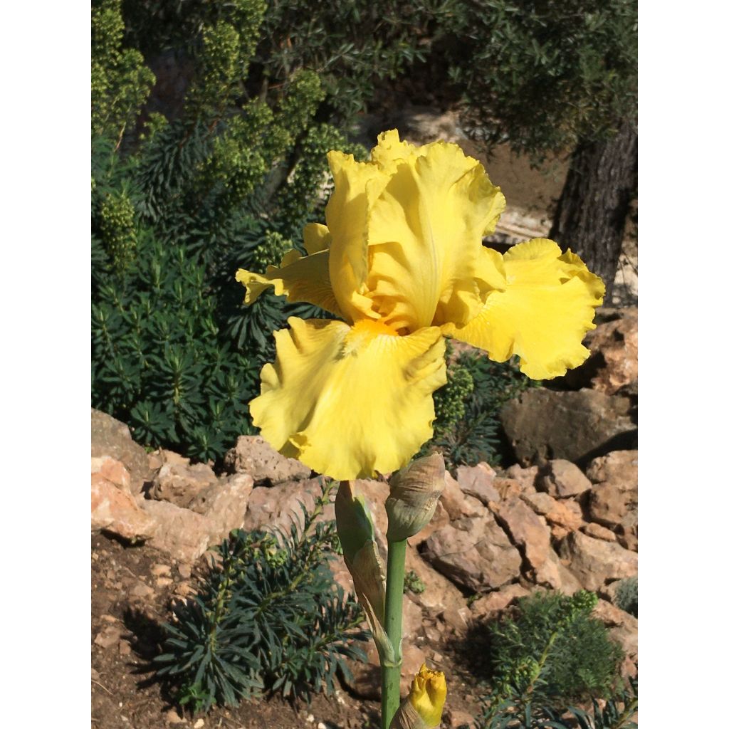 Iris Total Recall - Schwertlilie