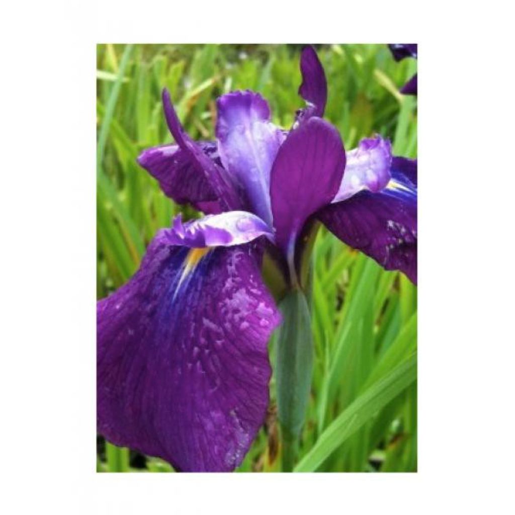 Iris ensata Sea of Amethyst - Japanische Schwertlilie