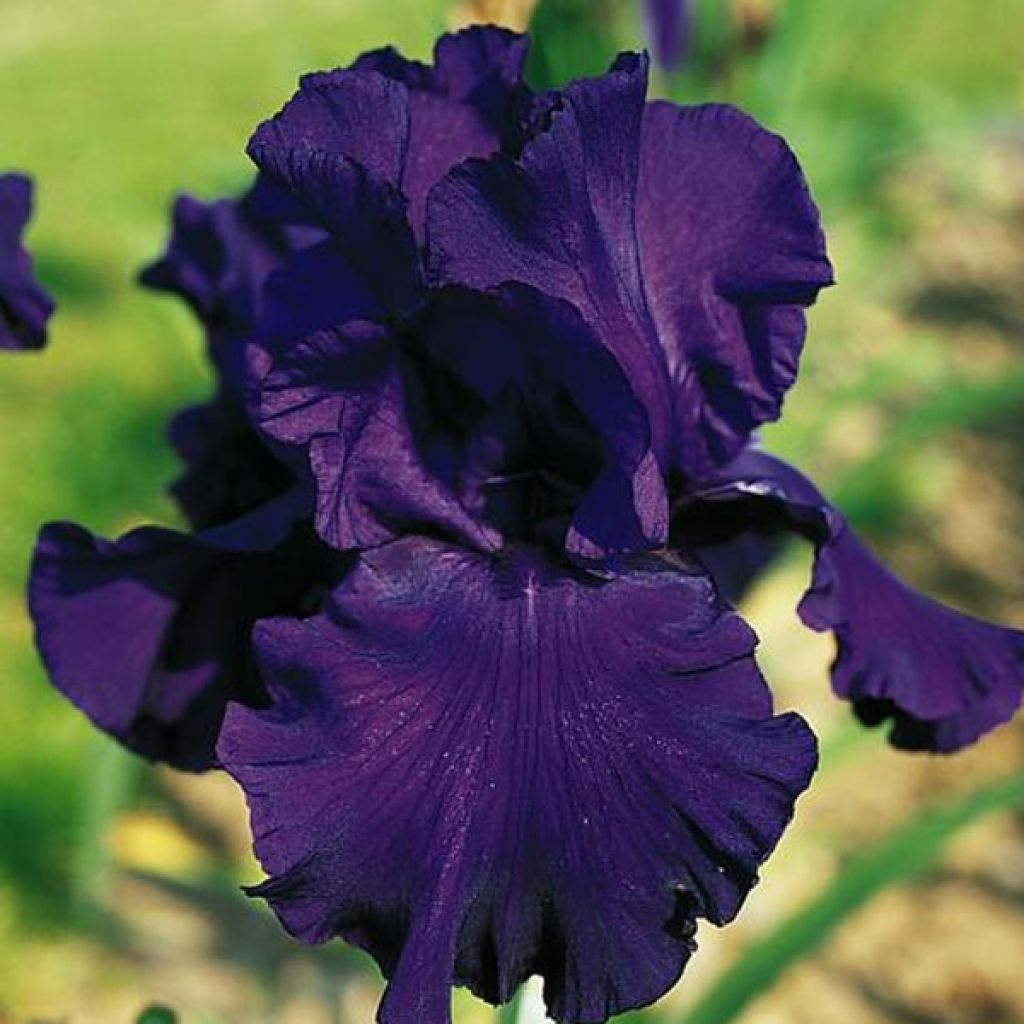 Iris Royal Intrigue - Schwertlilie