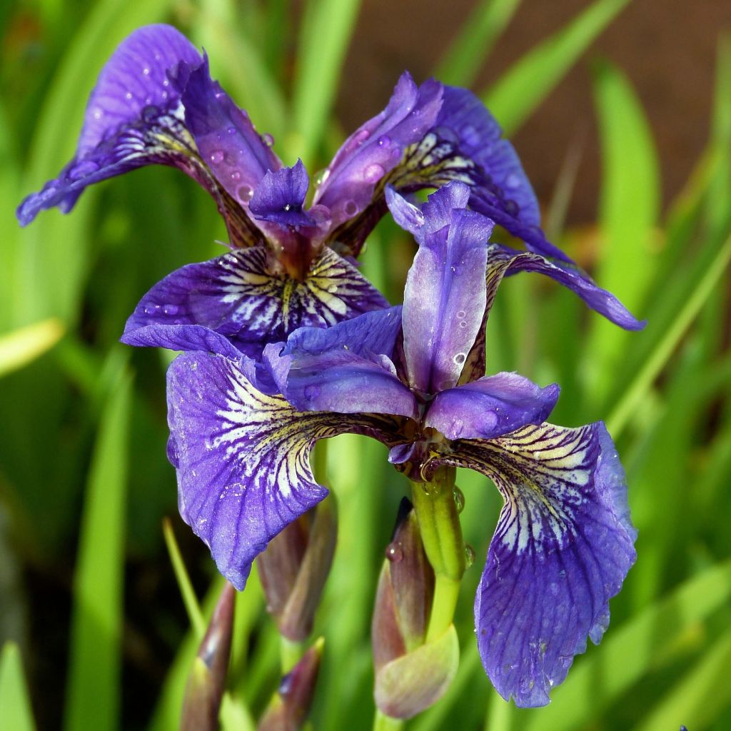 Iris setosa - Borsten-Schwertlilie