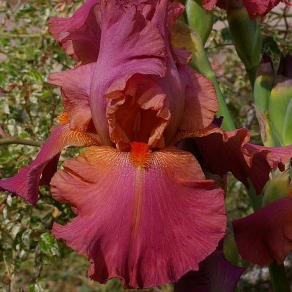 Iris Sorbet Fraise - Schwertlilie