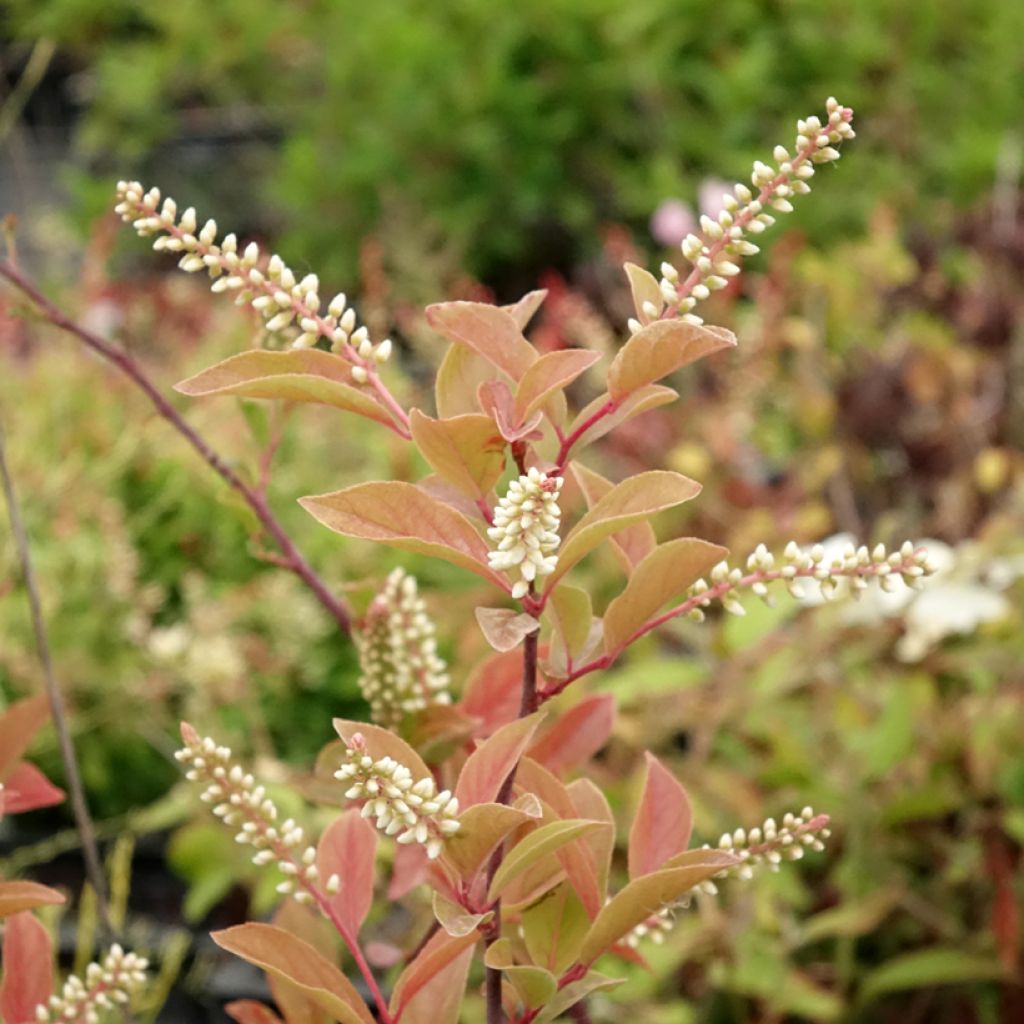 Itea virginica Henry's Garnet - Viriginische Rosmarinweide