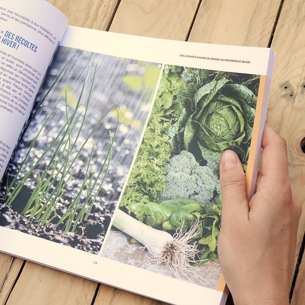 Je récolte mes légumes tout l’hiver