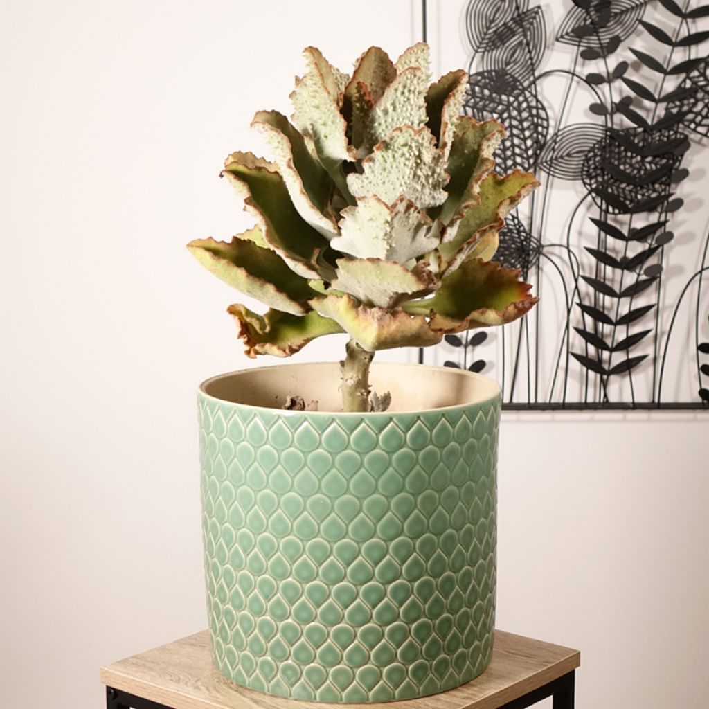 Kalanchoe beharensis Fang - Elefantenohr-Kalanchoe