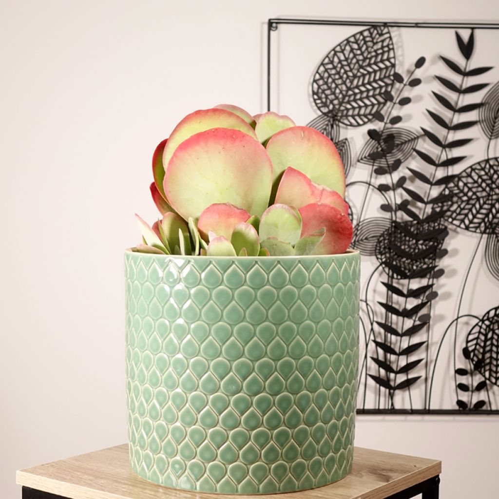 Kalanchoe thyrsiflora