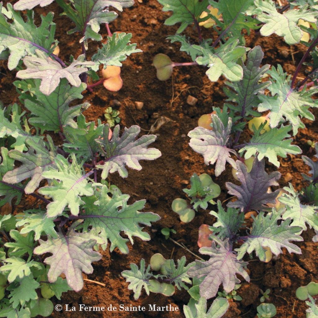 Senfkohl - Ferme de Sainte Marthe - Brassica campestris narinosa
