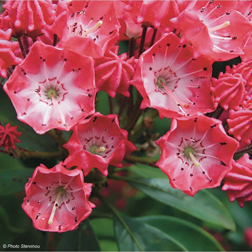 Lorbeerrose Pinkobello - Kalmia latifolia