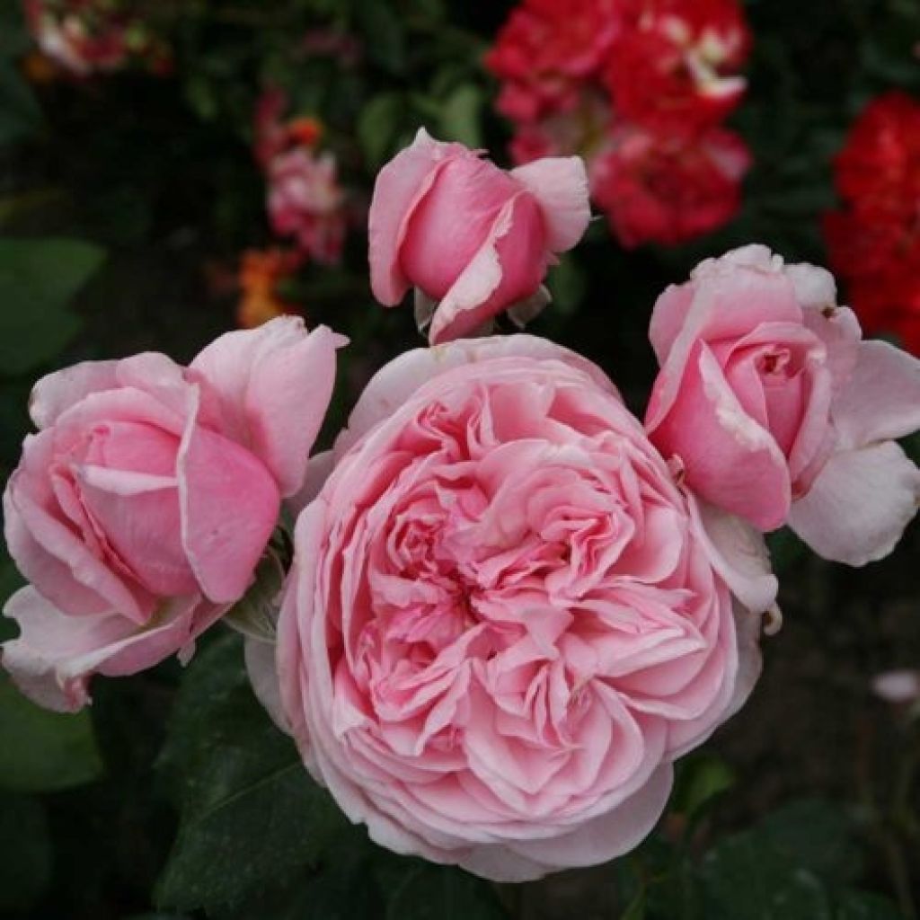 Rosa Parfuma Kiss me Kate - Kletterrose