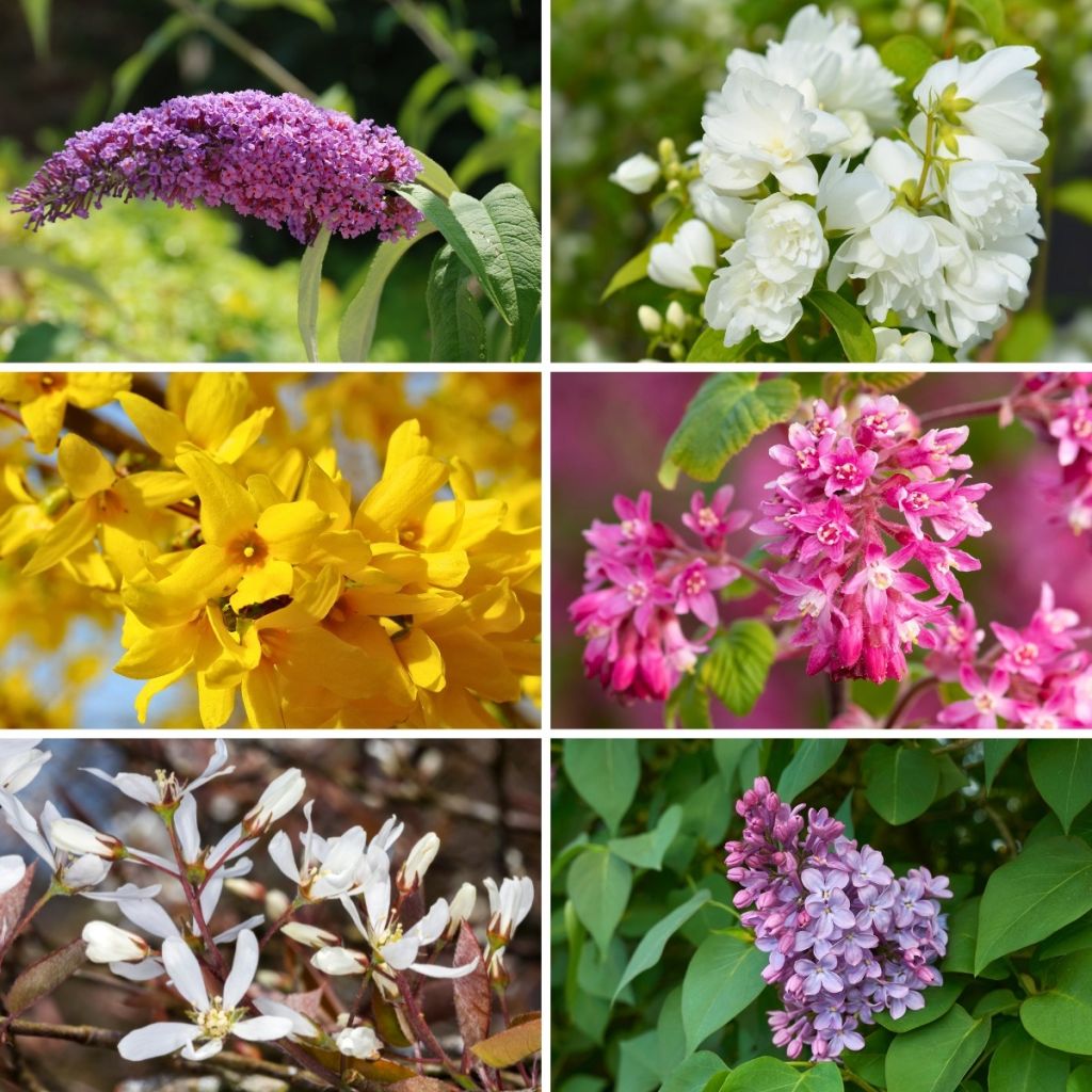 Blumenhecken-Set Eco