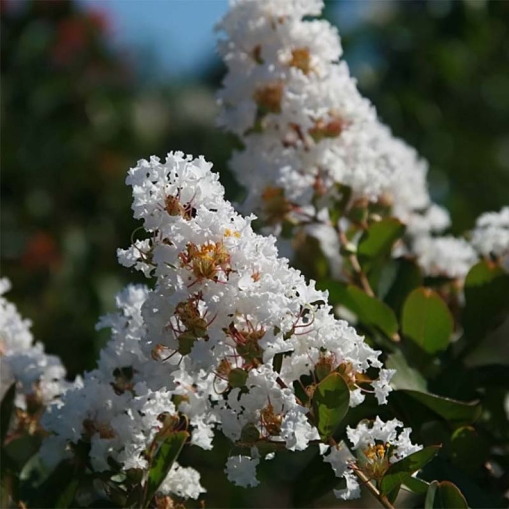 Chinesische Kräuselmyrte Summer Charm Acoma - Lagerstroemia
