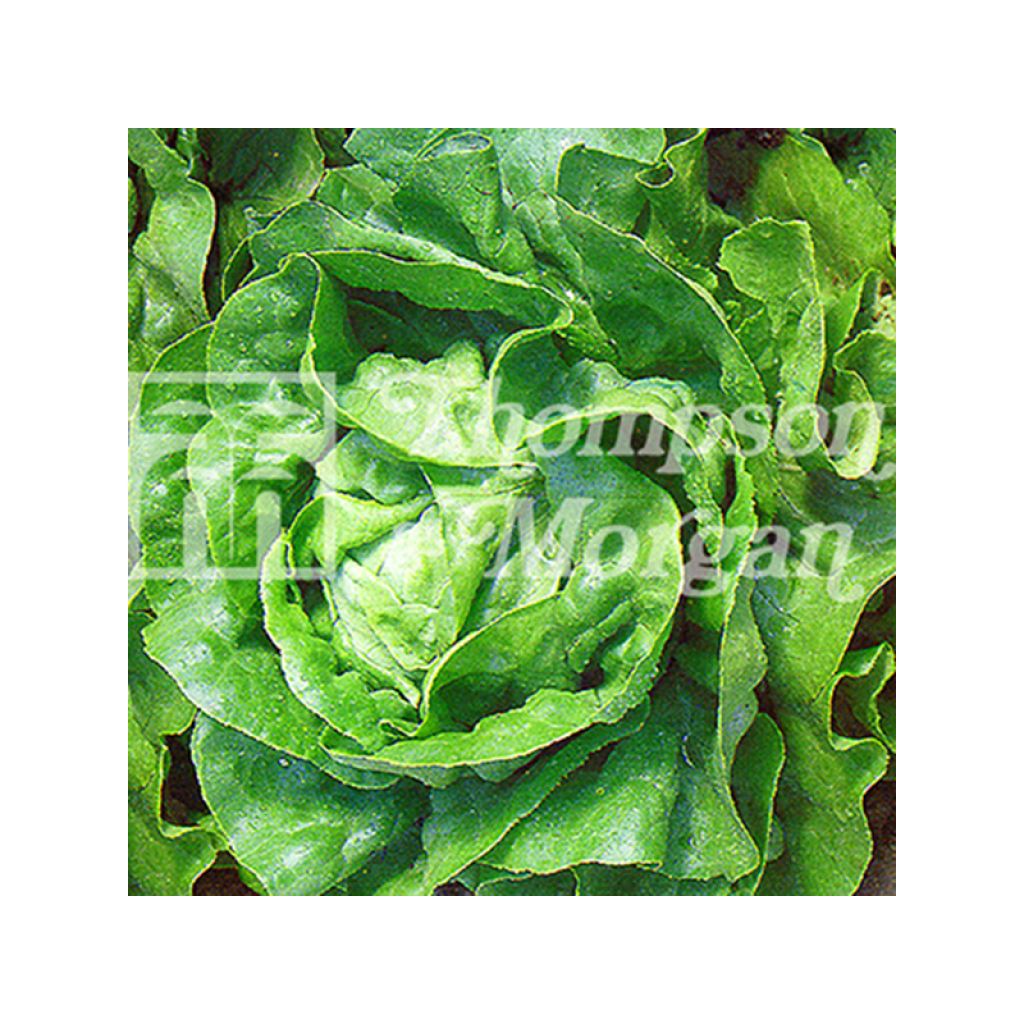 Kopfsalat Artic King