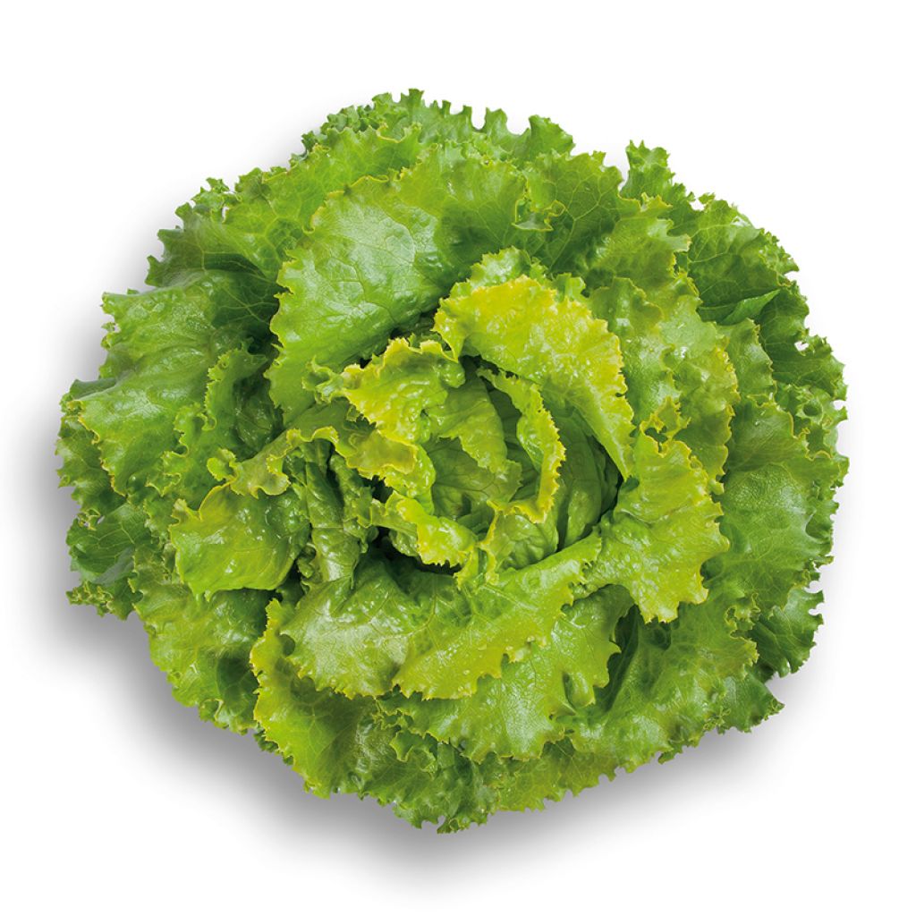 Bataviasalat Décision Bio - Ferme de Sainte Marthe