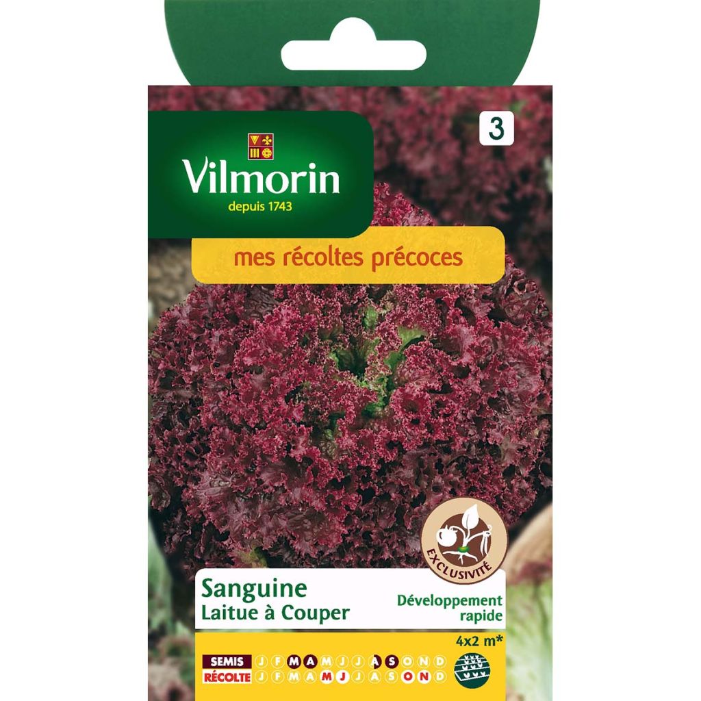 Bataviasalat Sanguine