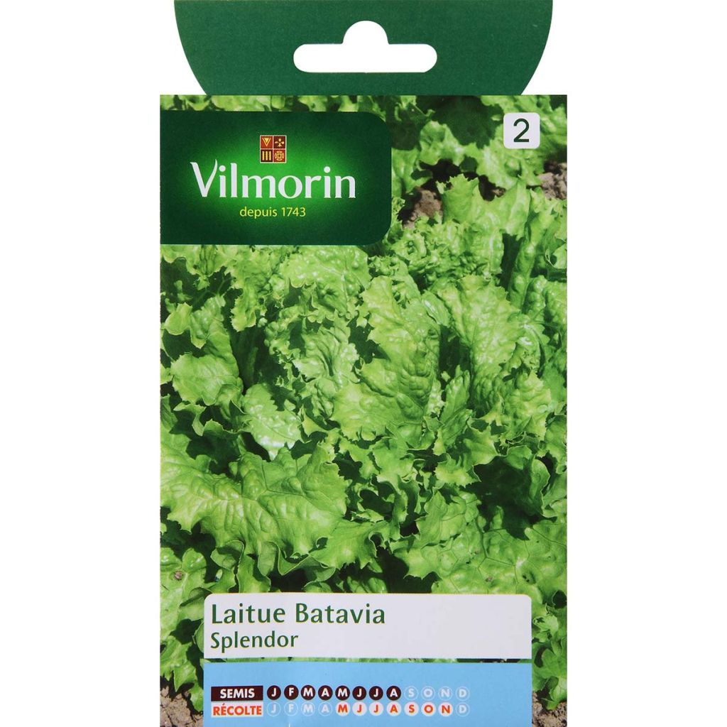 Bataviasalat Splendor