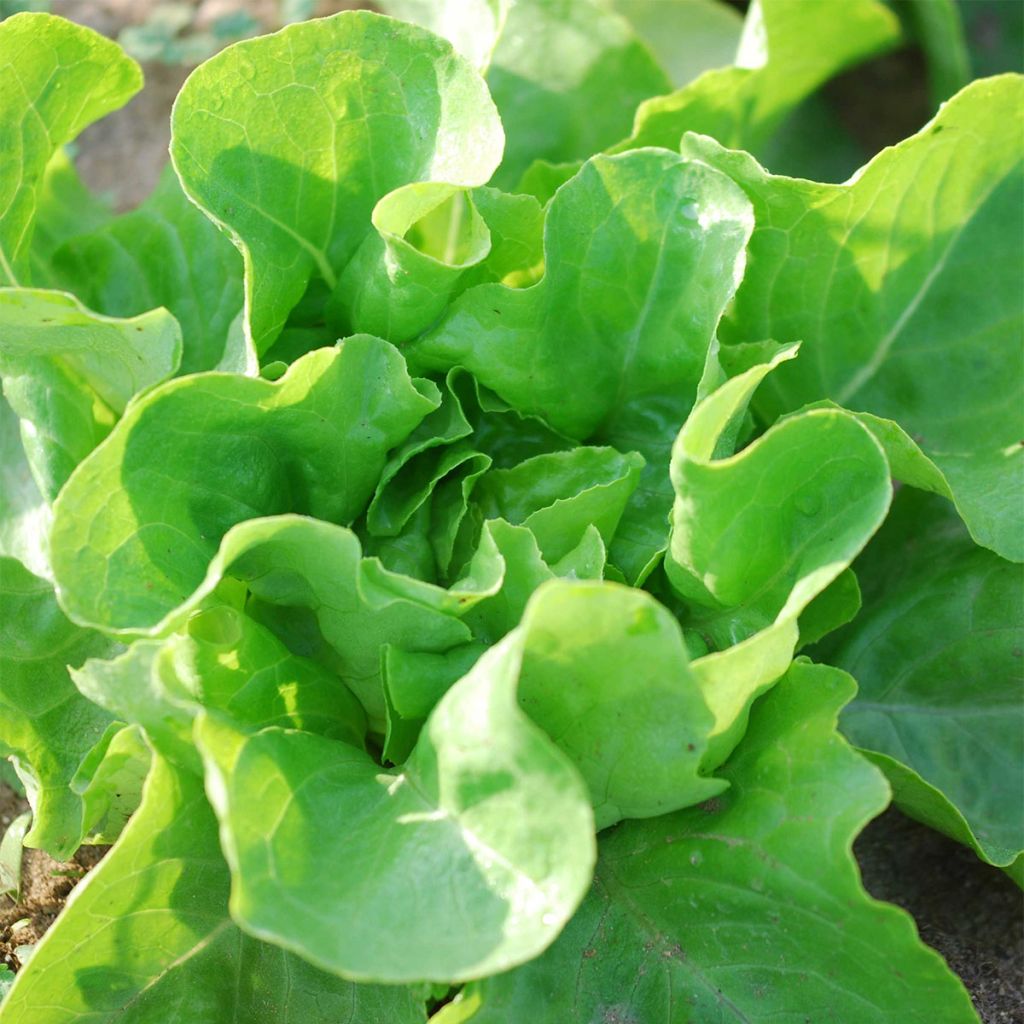 Kopfsalat La Première Bio - Ferme de Sainte Marthe