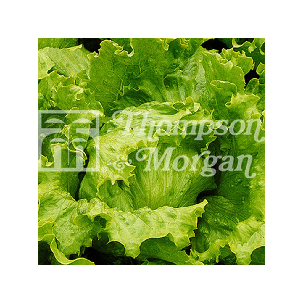 Bataviasalat Lakeland