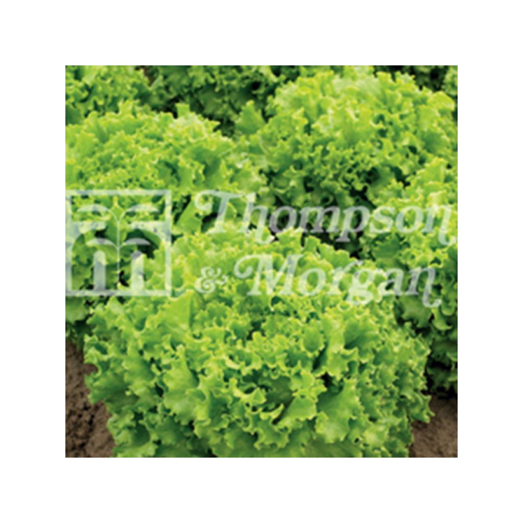 Bataviasalat Lettony