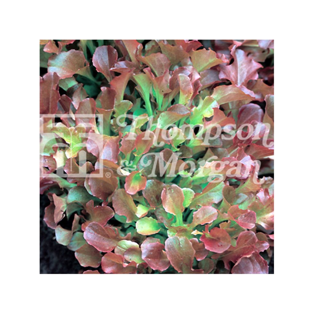 Schnittsalat Riccia Rossa da Taglio