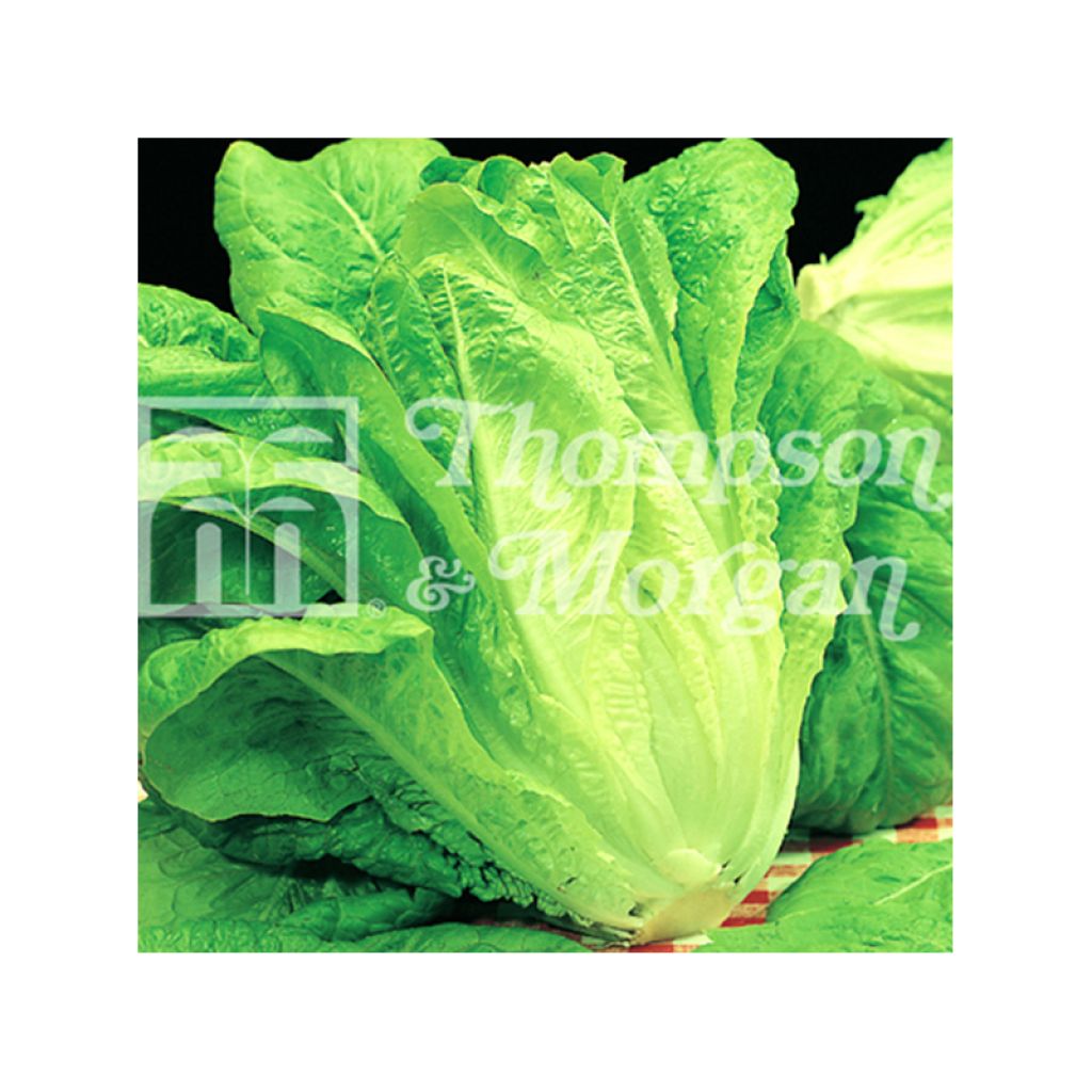 Römersalat Bionda Lenta a Montare