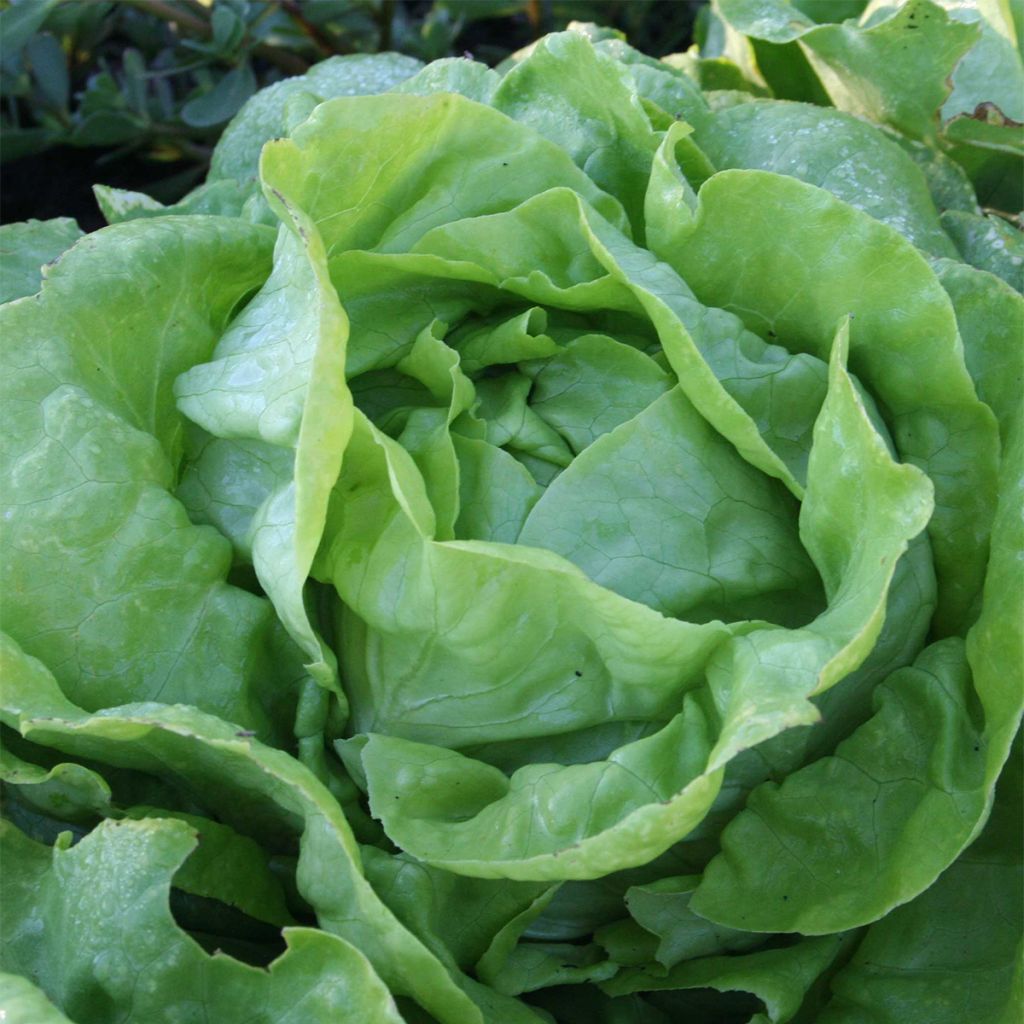 Kopfsalat Sylvesta Bio