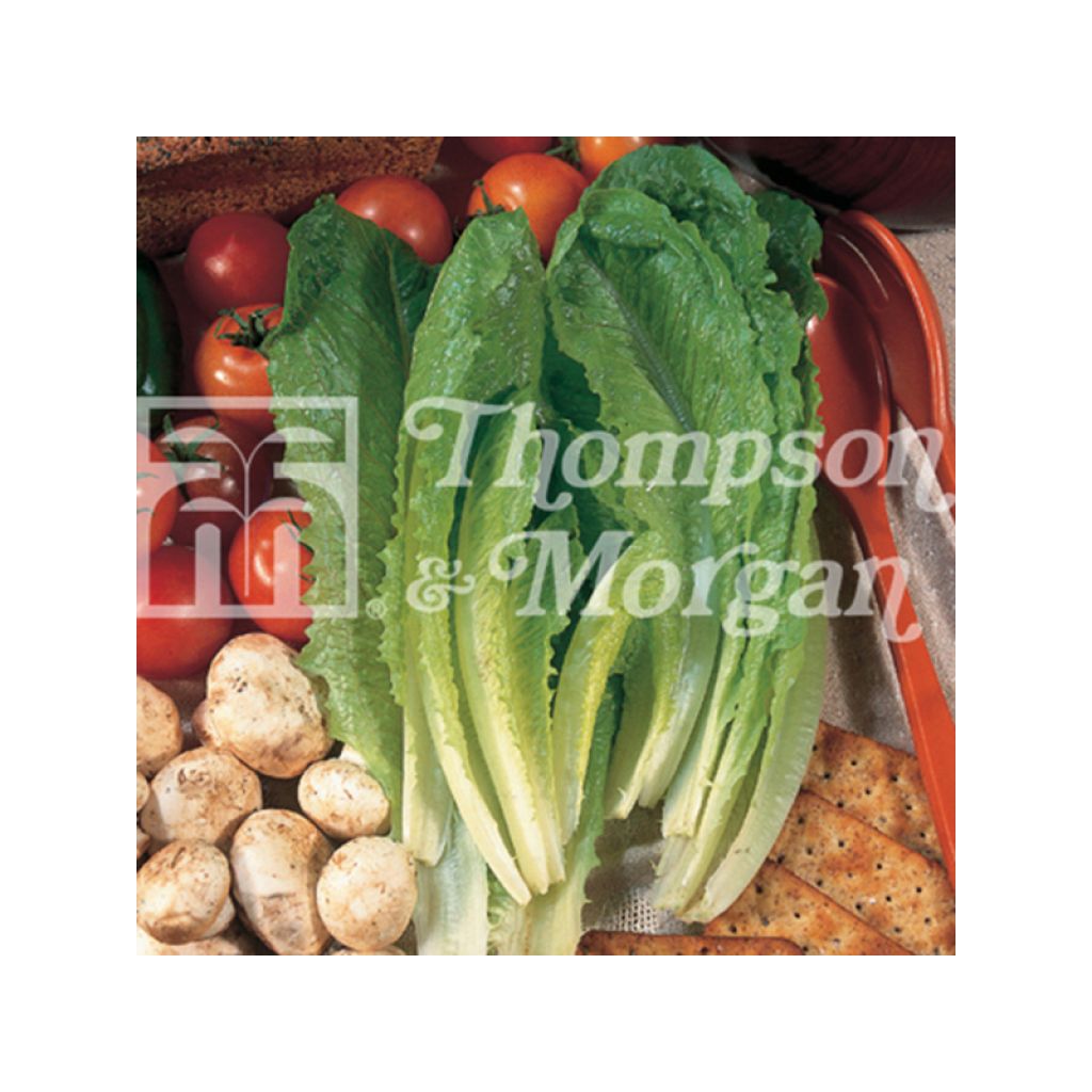 Schnittsalat Valmaine