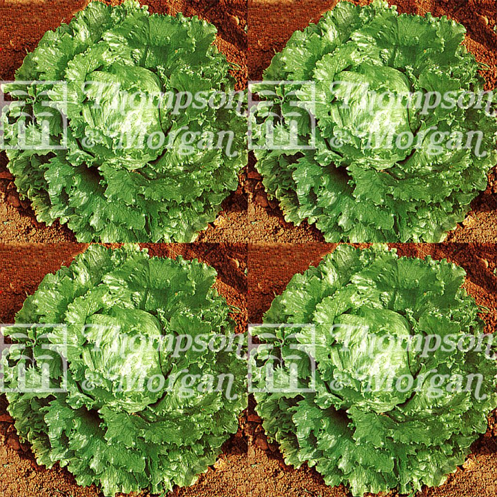 Kopfsalat Webbs Wonderful