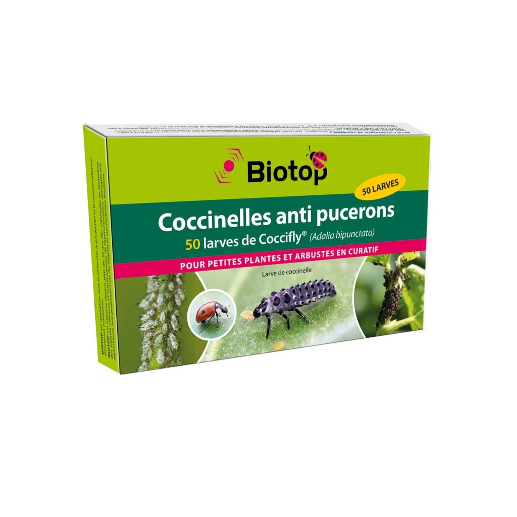 Larven der Marienkäfer Coccifly Biotop gegen Blattläuse