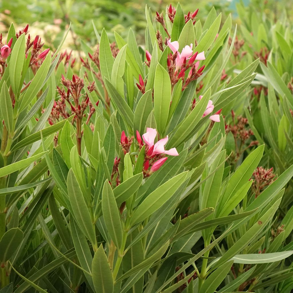 Oleander Magaly – Nerium oleander