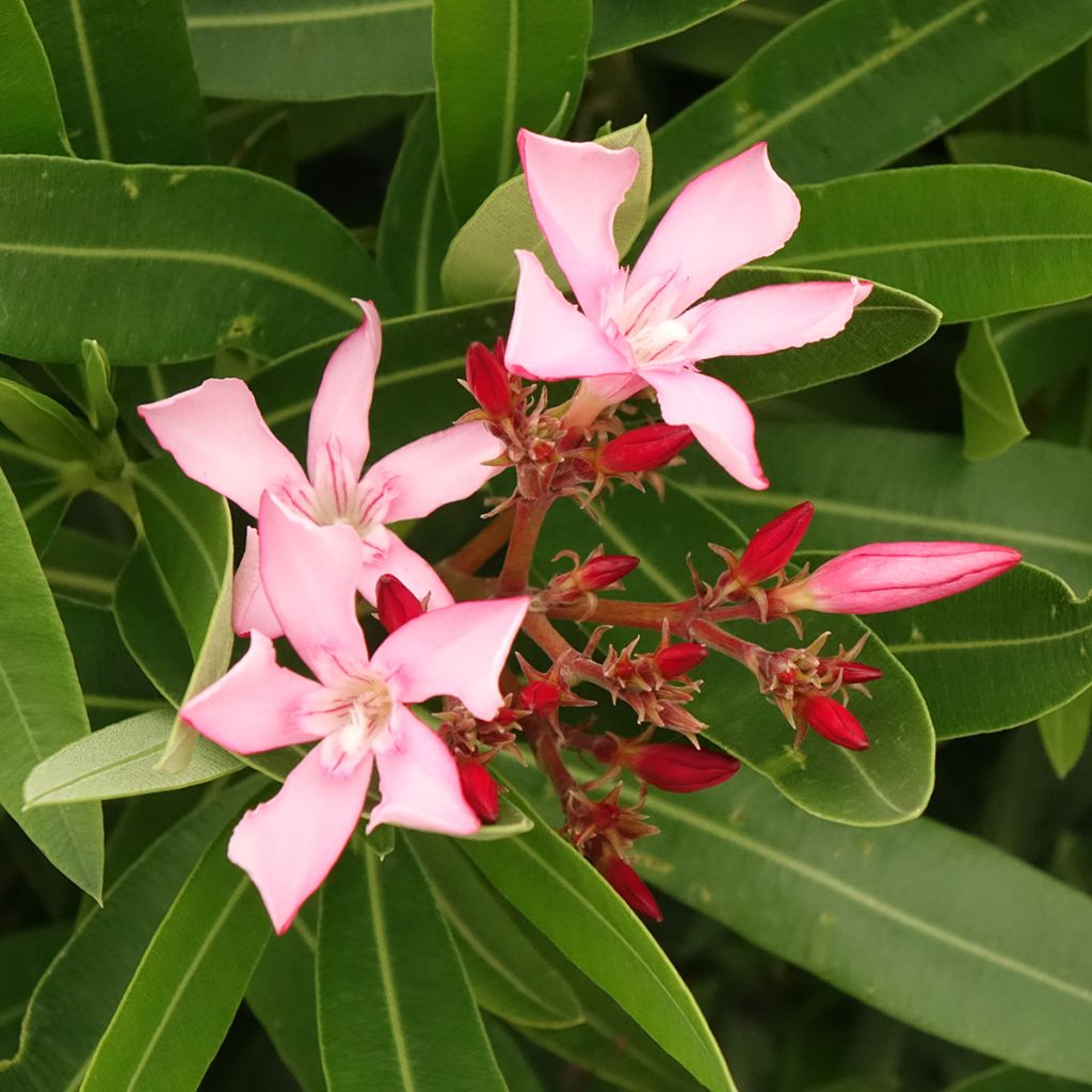Oleander Magaly – Nerium oleander