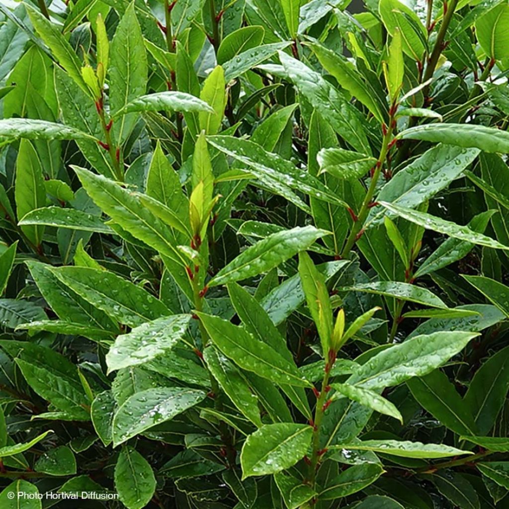 Echter Lorbeerstrauch Little Ragu - Laurus nobilis