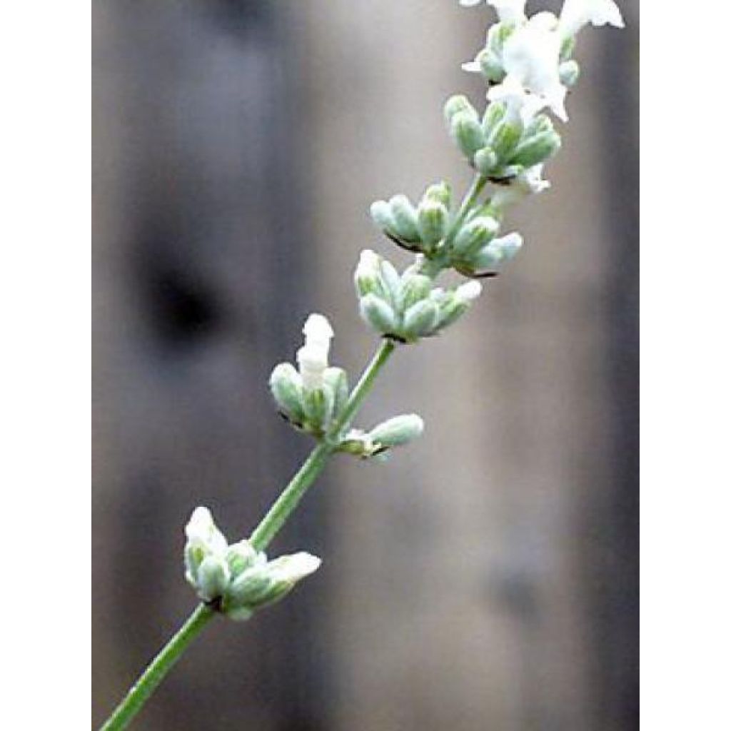 Lavande vraie - Lavandula angustifolia Alba