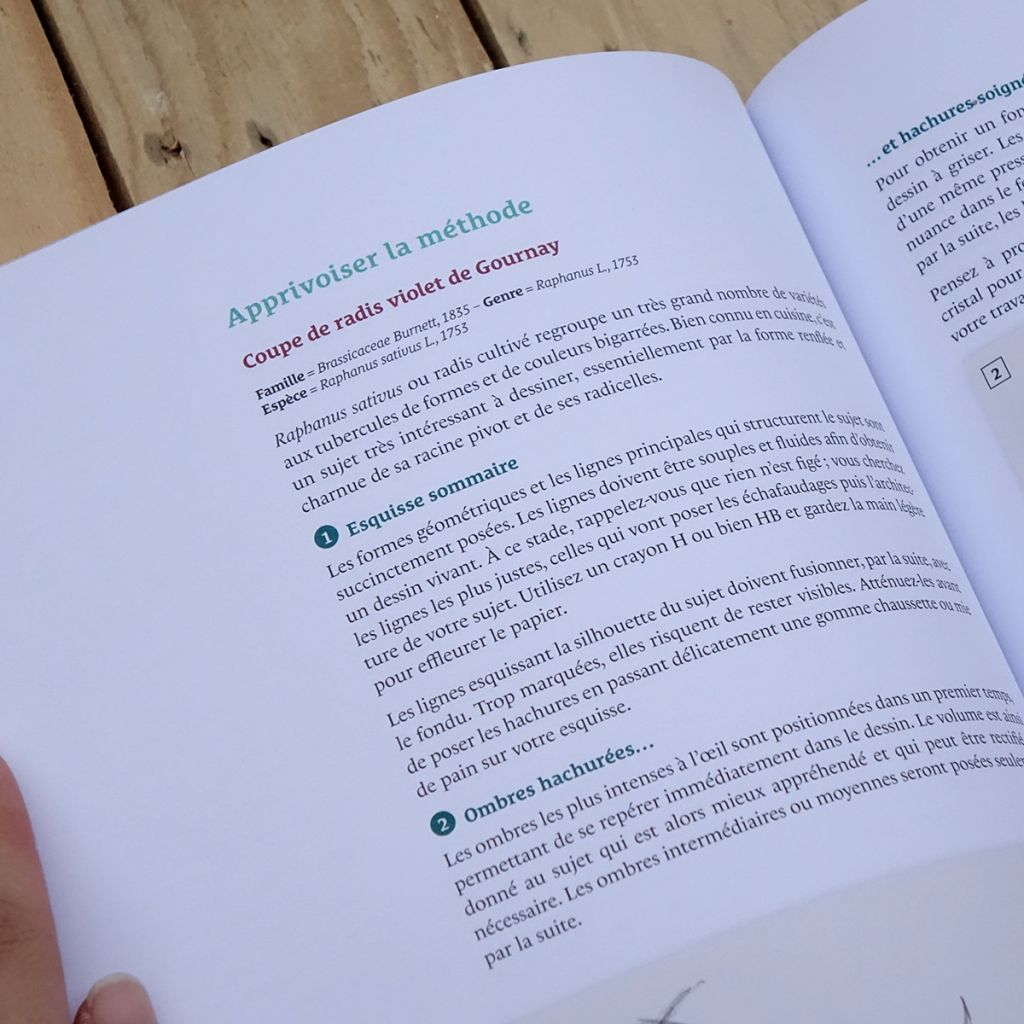 Le dessin botanique de A à Z