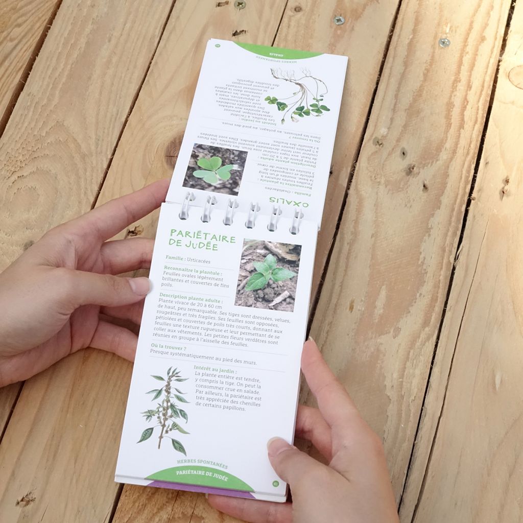 Les antisèches de Terre vivante : Reconnaître les plantules