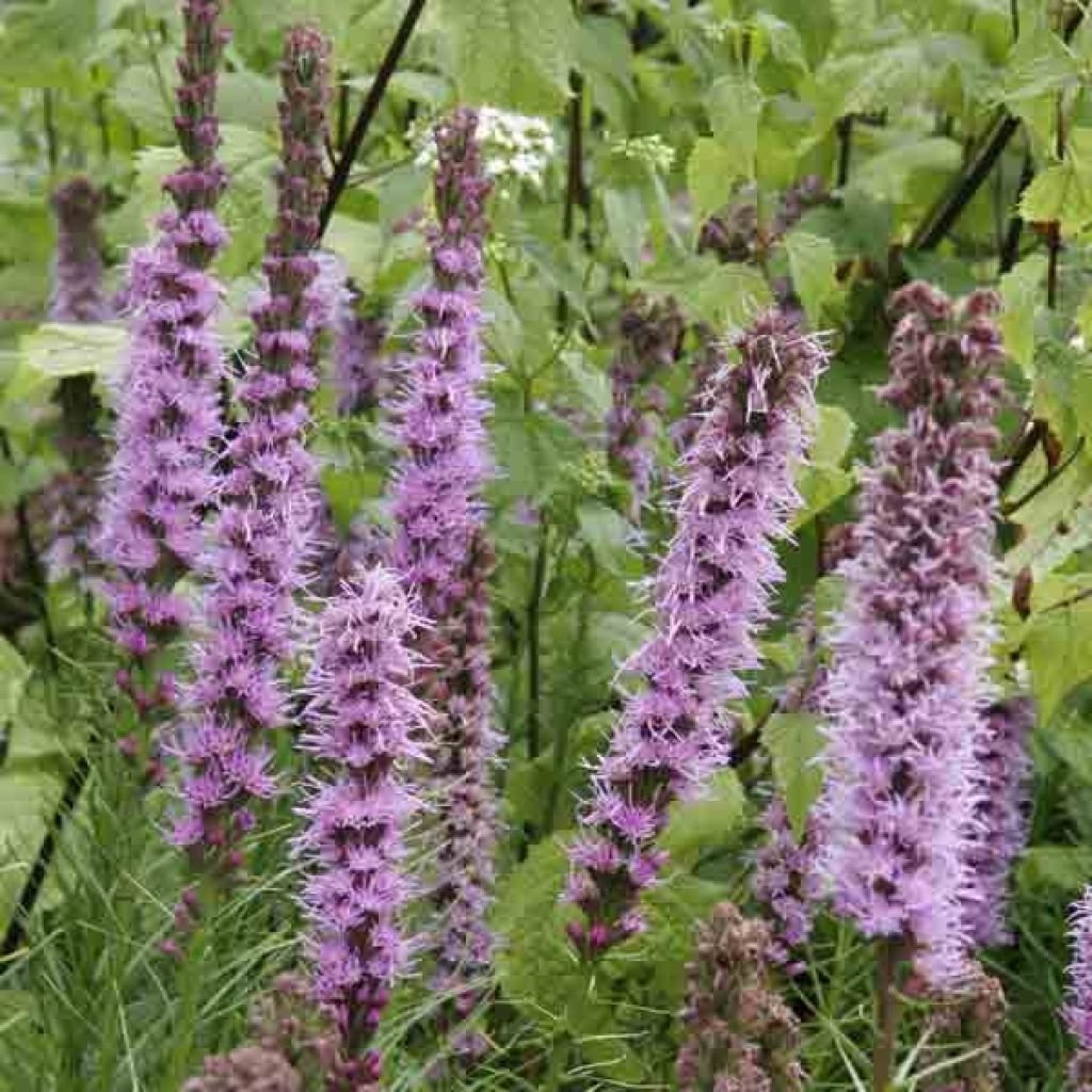 Ährige Prachtscharte - Liatris spicata