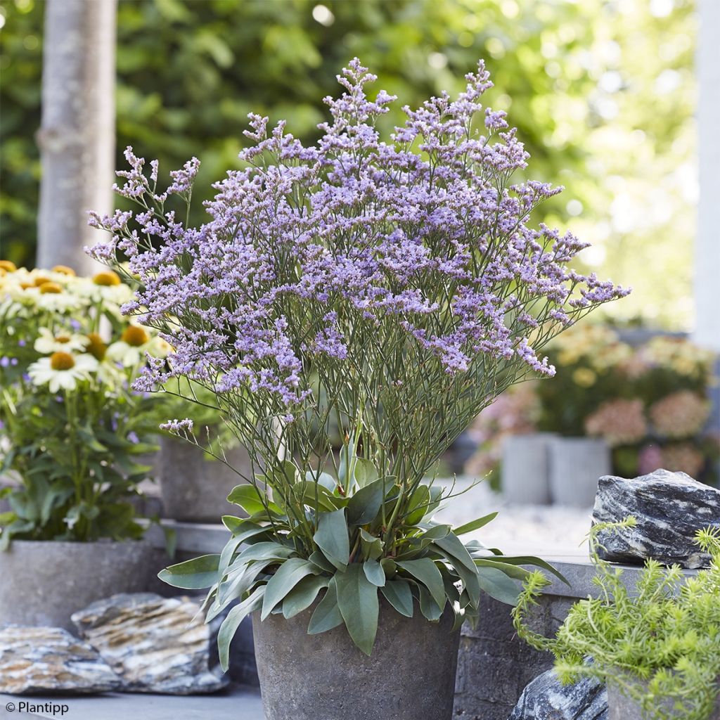 Limonium gmelinii Dazzle Rocks - Blauer Strandflieder