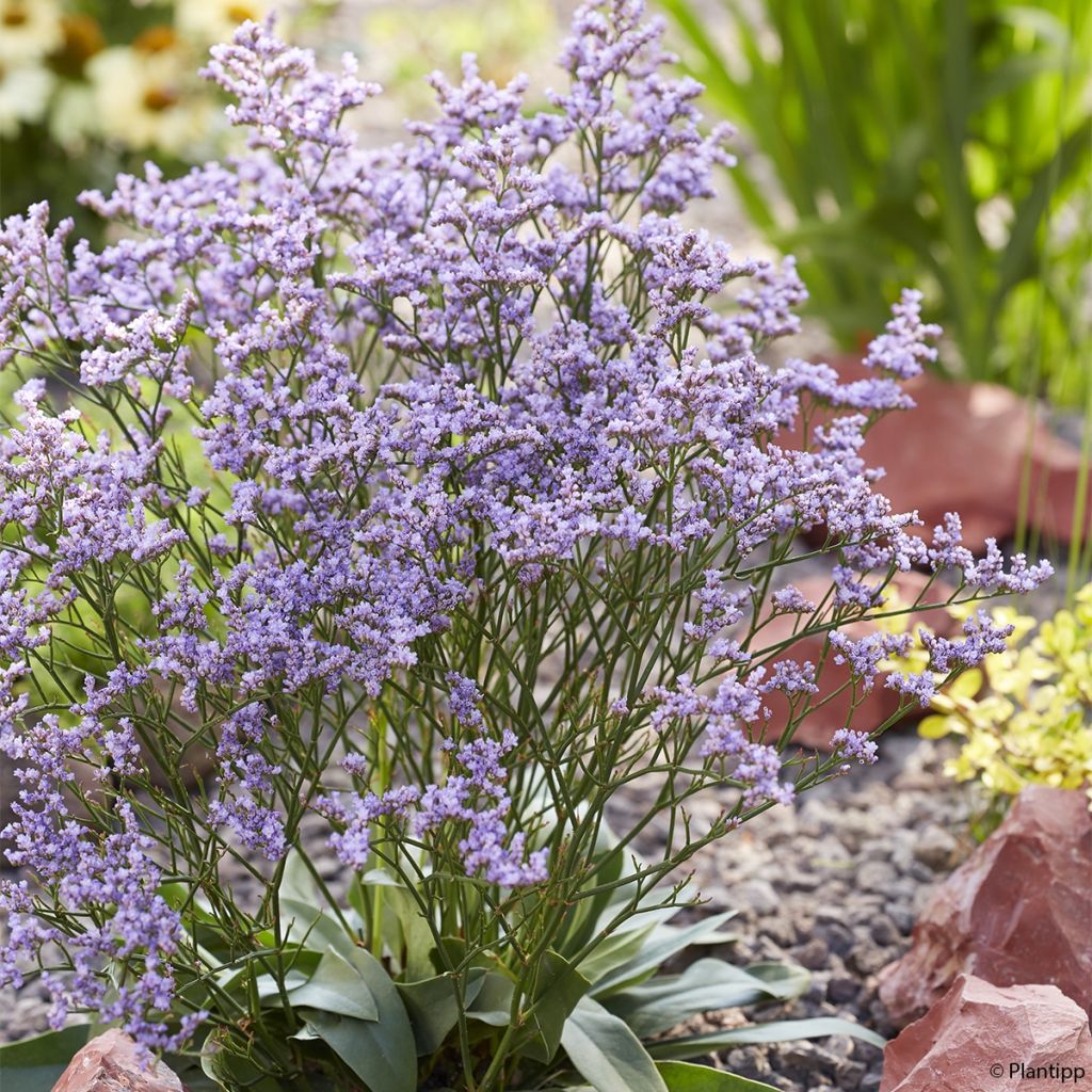 Limonium gmelinii Dazzle Rocks - Blauer Strandflieder