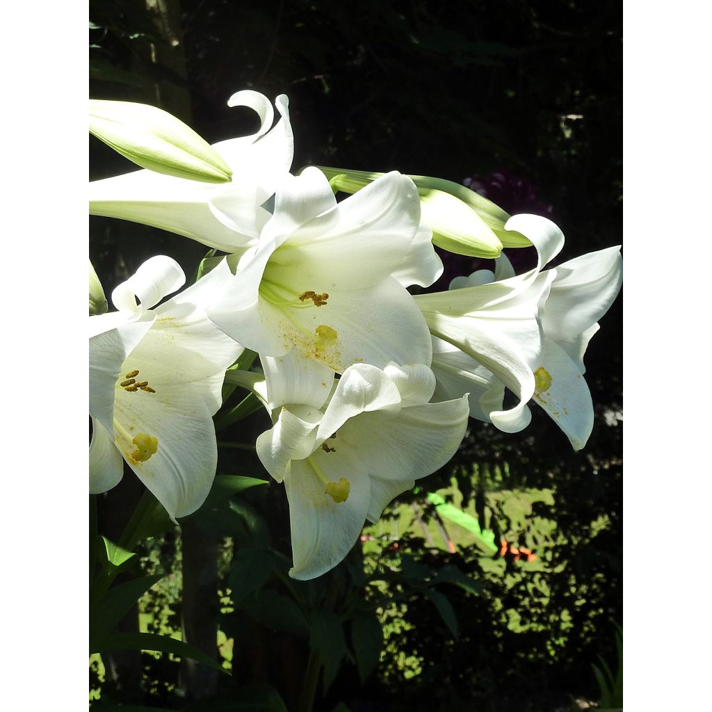 Langblütige Lilie Snow Queen - Lilium longiflorum