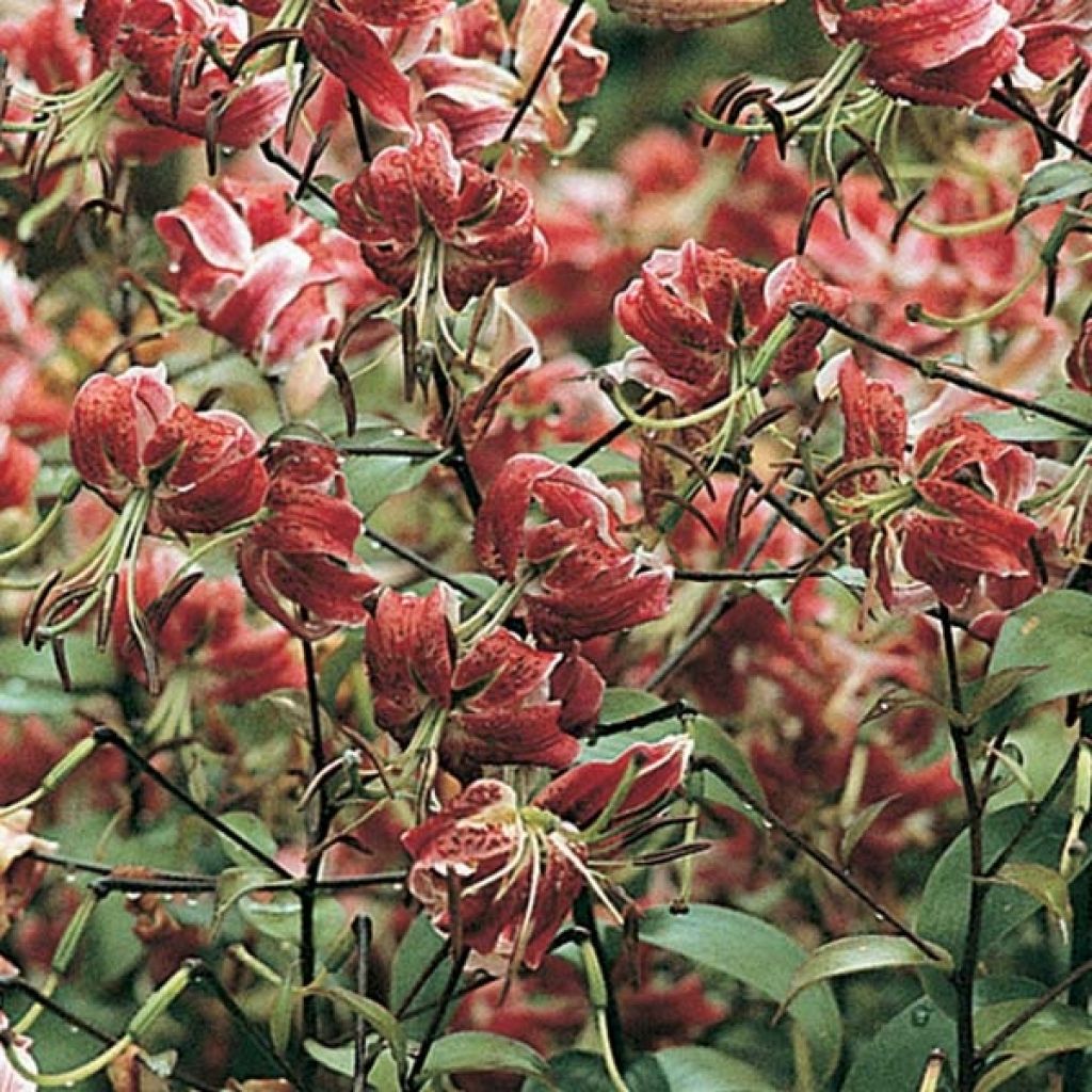 Orientalische Lilie Black Beauty - Lilium