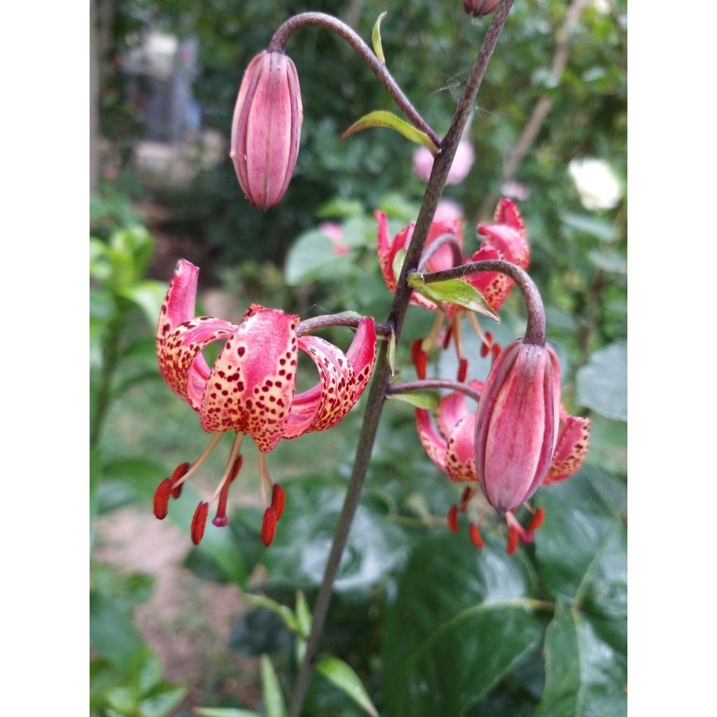 Türkenbund-Lilie Manitoba Morning - Lilium martagon