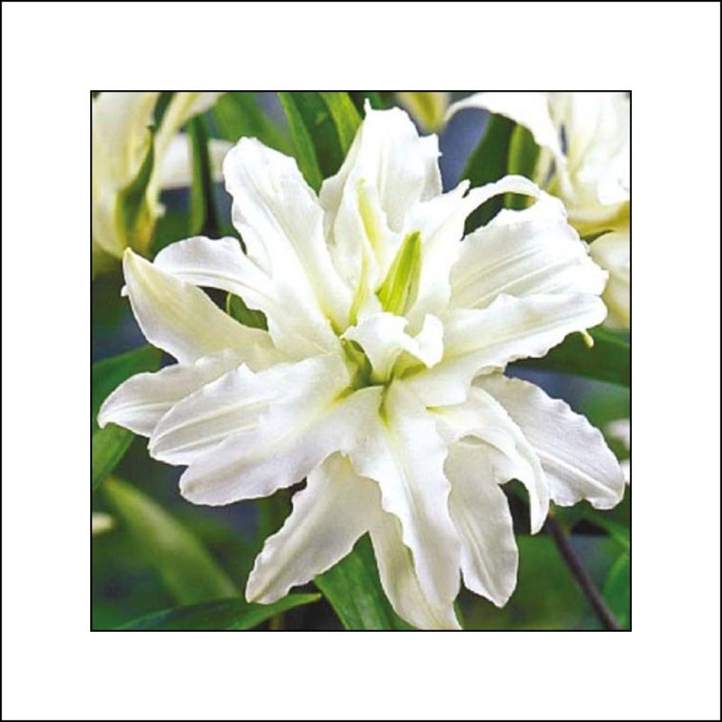 Orientalische Lilie Polar Star - Lilium oriental