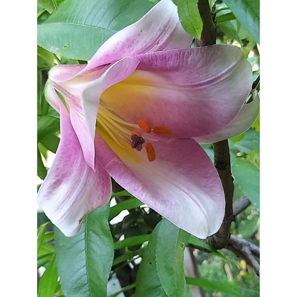 Orientalische Lilie Pink Perfection - Lilium