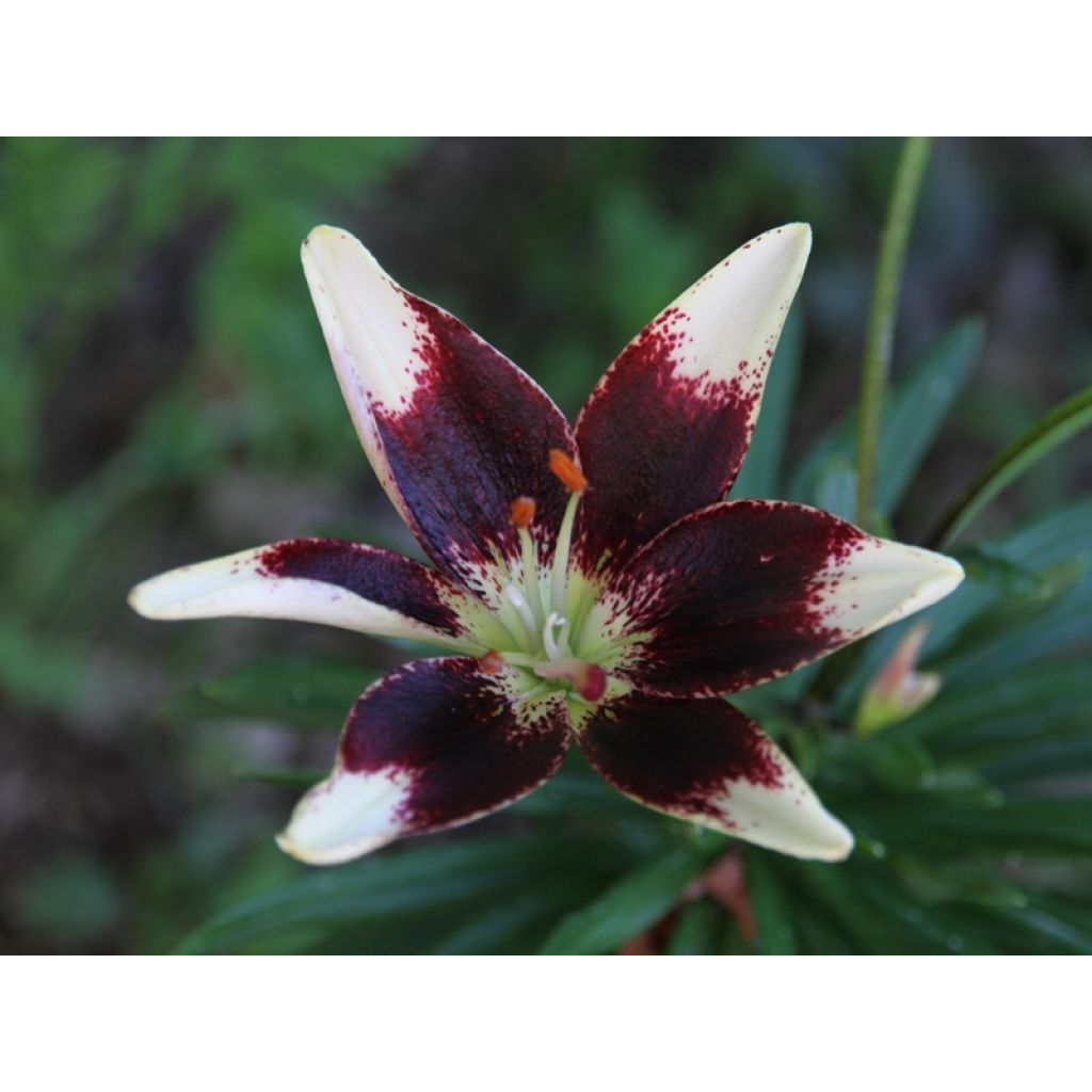 C'est bien le même que sur la photo du site ! :-)