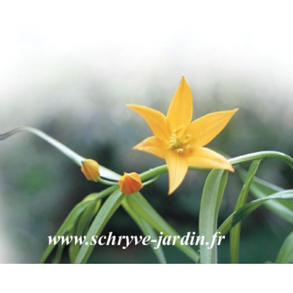 Littonia modesta - Kletterlilie