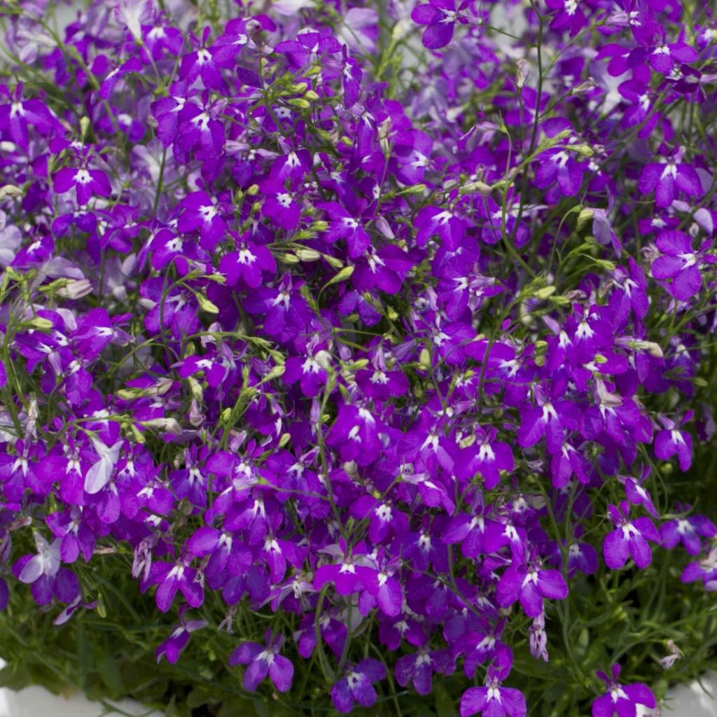 Lobelia erinus Purple Star - Lobelie