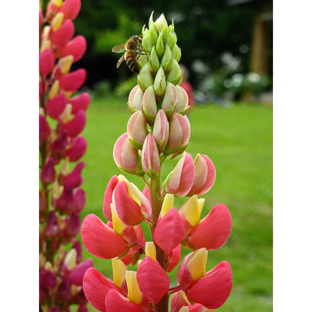 Staudenlupine West Country Tequila Flame