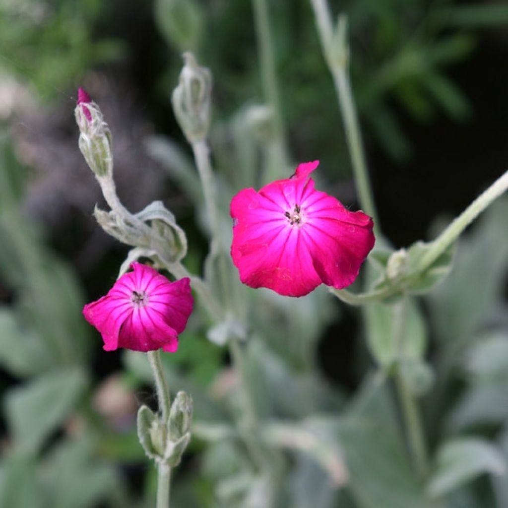 Lychnis coronaria - Kranz-Lichtnelke
