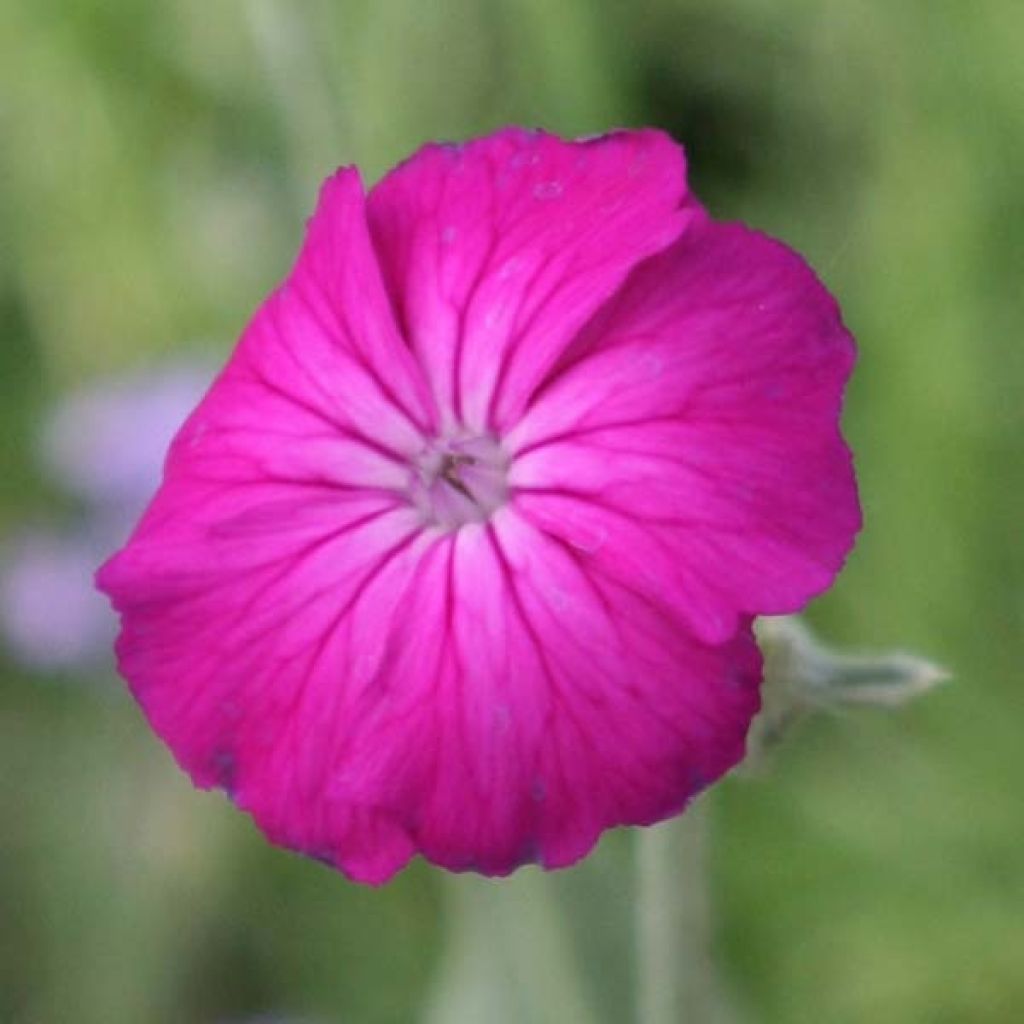 Lychnis coronaria - Kranz-Lichtnelke