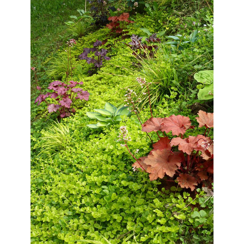 Lysimachia nummularia Aurea - Pfennigkraut