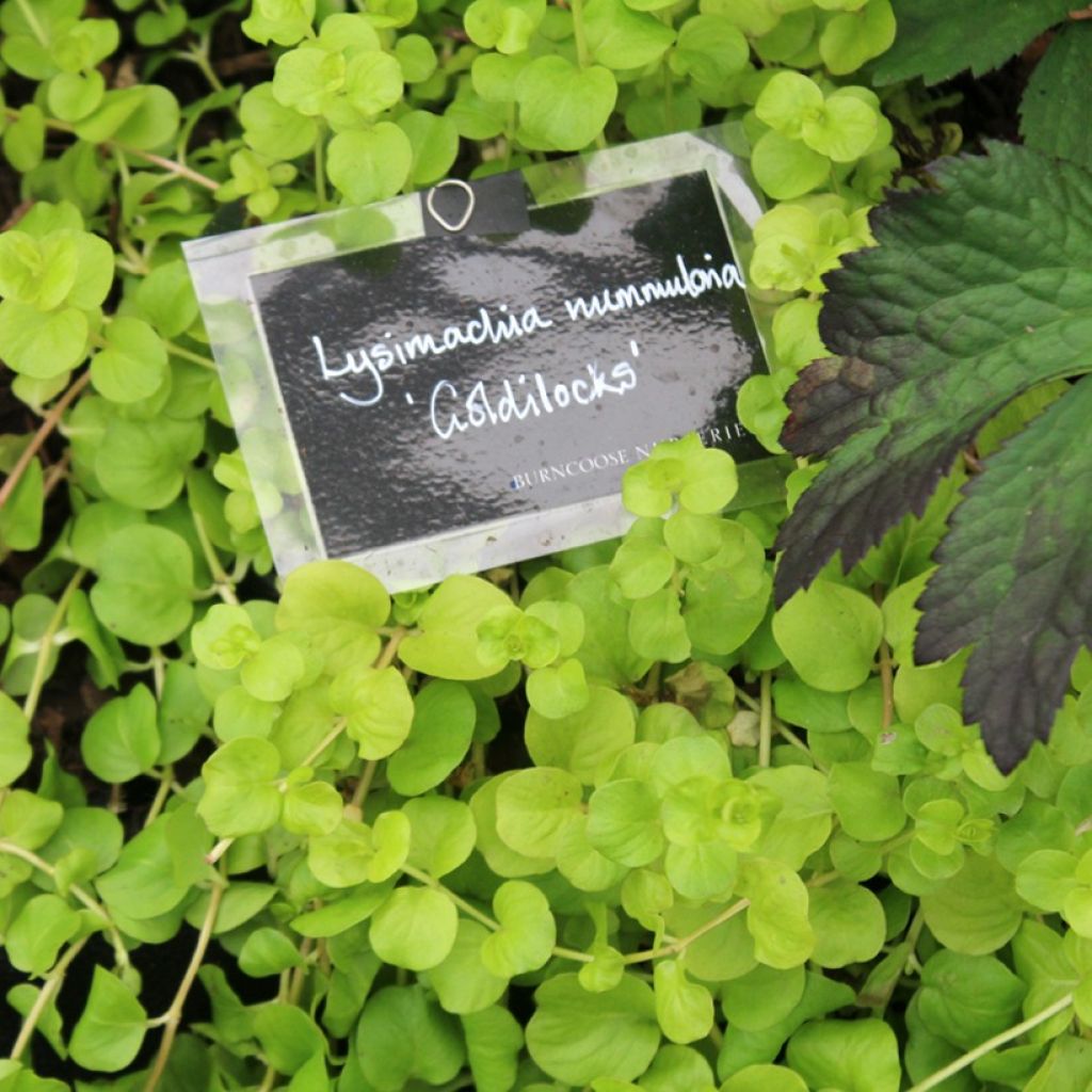 Lysimachia nummularia Goldilocks - Pfennigkraut