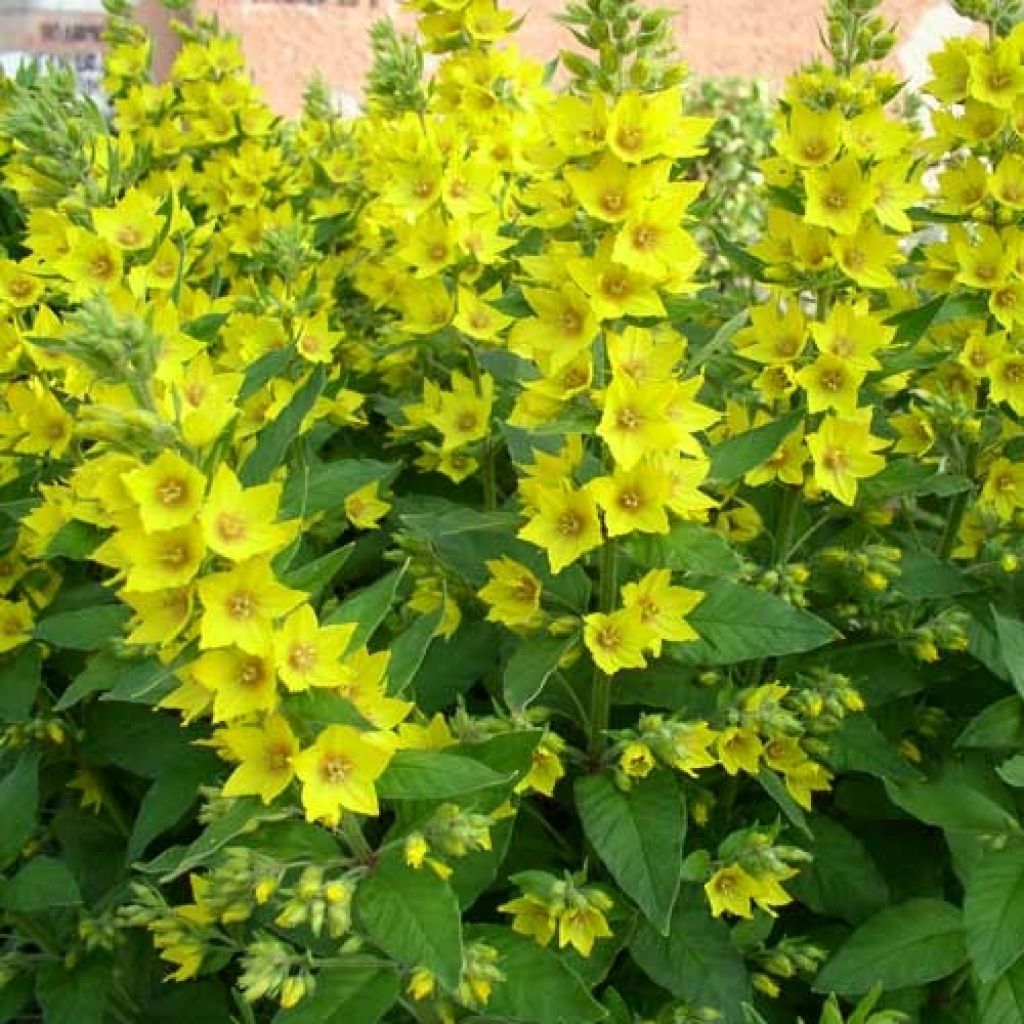 Lysimachia vulgaris - Gewöhnlicher Gilbweiderich